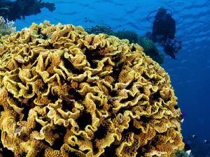 Underwater scenery by Iyad Suleyman 